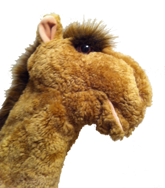 A Word Camel